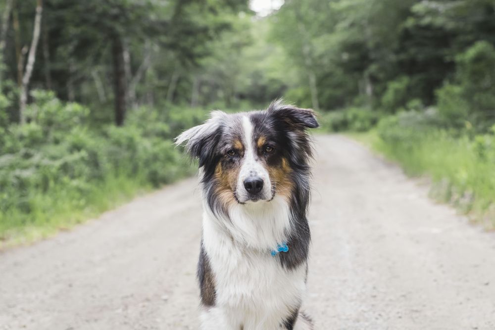 Australian shepherd on road between trees
