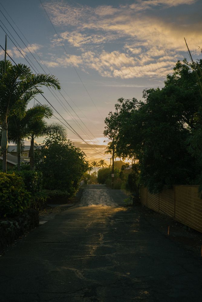 Declining road in Hawaii lines with palm trees, vertical
