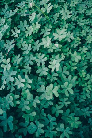 Green fresh foliage of plant