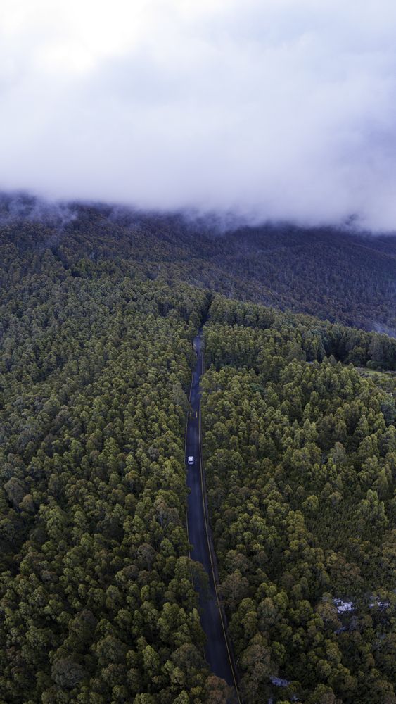 Road among forest