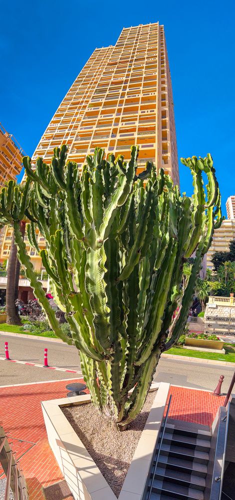 Highrise and cactus tree on Avenue Princesse Grace