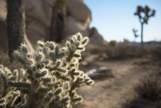 Close up of silver cholla cactus