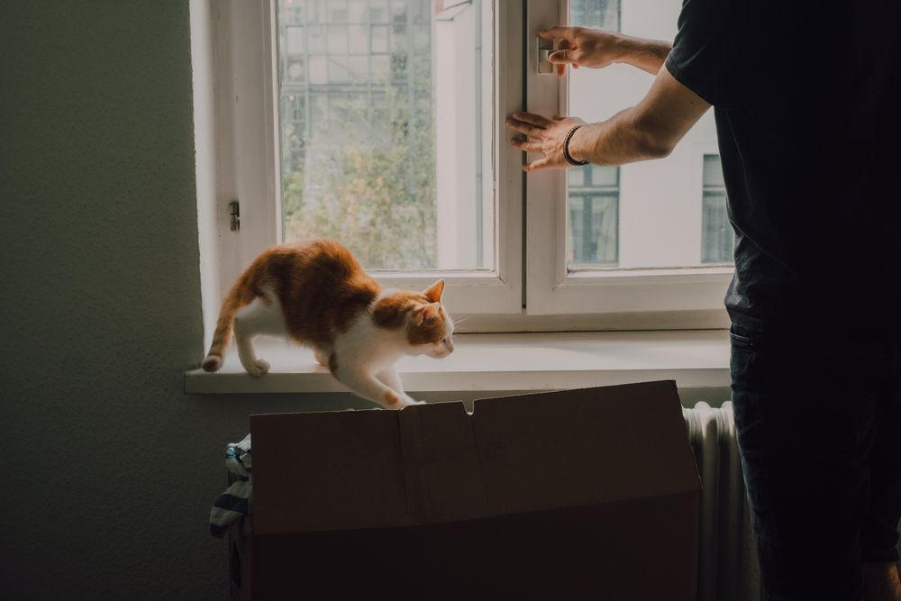 Curious cat walking along window sill while man standing by window