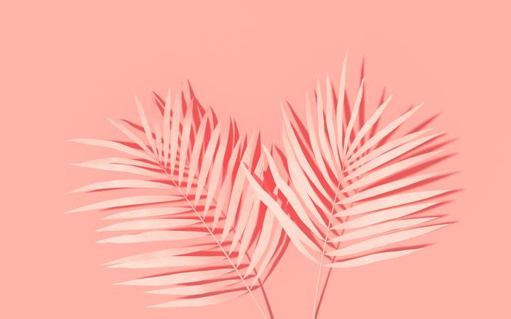 Pink background with pink painted palm and monstera leaves