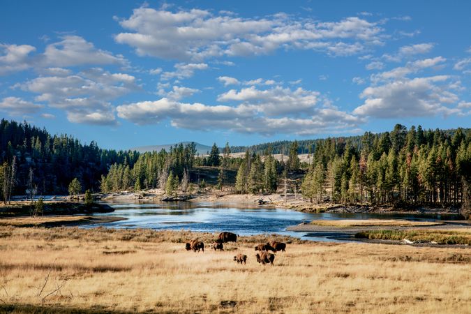 Buffalo on the move in Yellowstone National Park, Wyoming