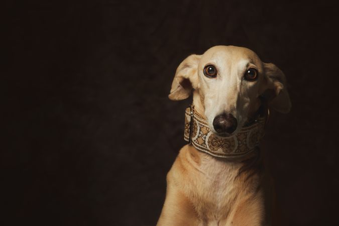 Alert attentive brown Sighthounds dog