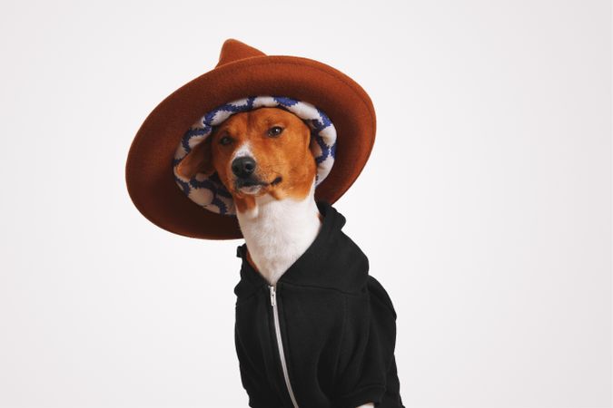Close up of dog in hoodie and hat
