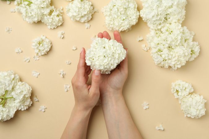 Female hands hold beautiful hydrangea flower on beige background, top view