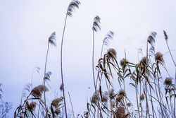 Low angle view of a wheat ears in field