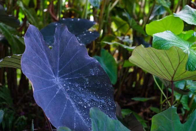 Rainy leaf