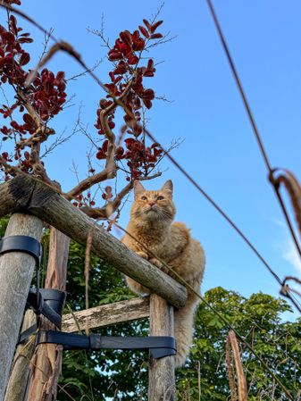 Tabby Cat of La Garenne, ile de Ré, France