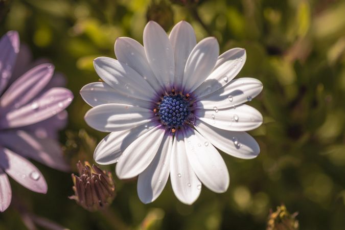 Front view of daisy with droplets and blue pink center