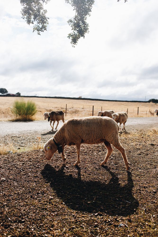 Sheep grazing on overcast day