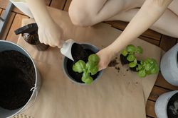 An unrecognizable woman transplants a plant