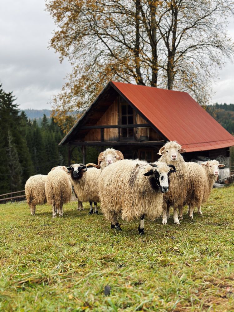 Carpatian sheep
