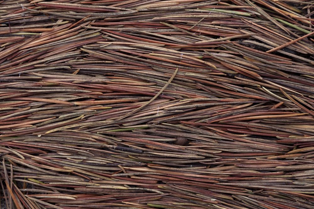 Background of pine leaves. Brown pine needles. Texture of leaves