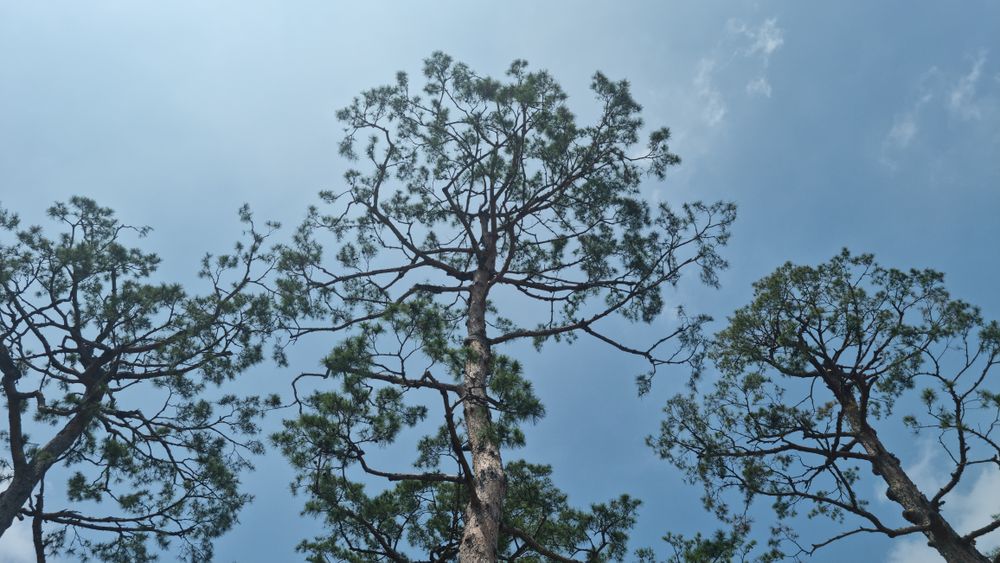 Trees and sky after the rain