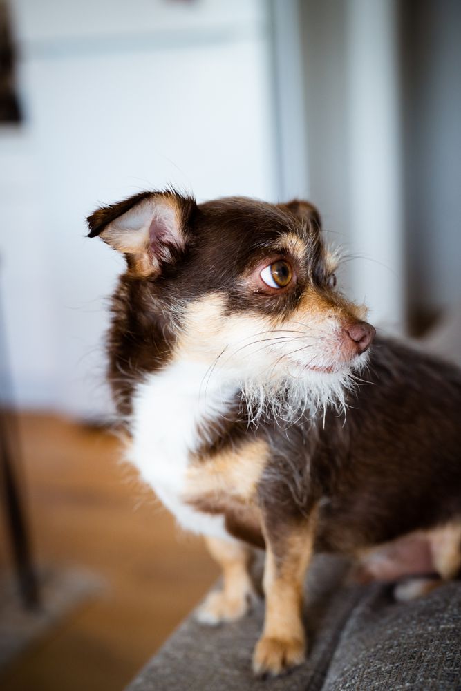 Brown chihuahua mix looking away from camera