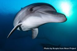 Dolphin in blue water 41njjb
