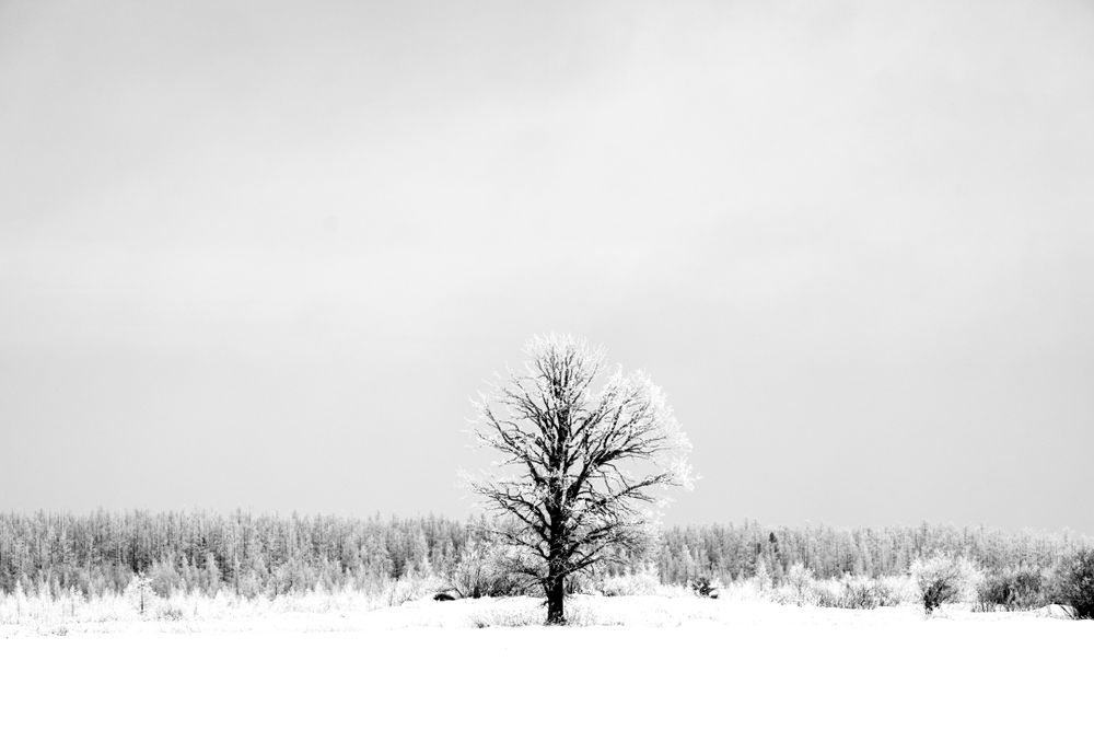 A tree with rime ice in Aitkin County, Minneosta