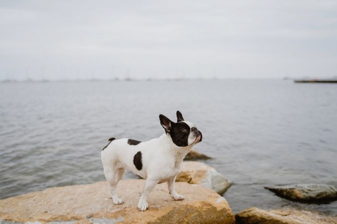 Small dog standing on rocks near sea