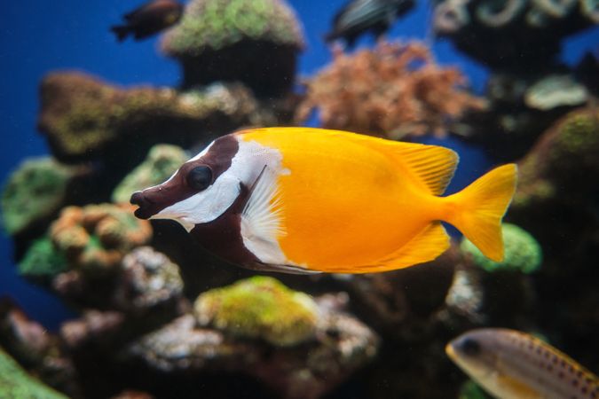 Rabbitfish swimming in pure aquarium water of oceanarium