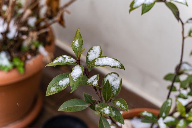 Evergreen Laurel plant under snow