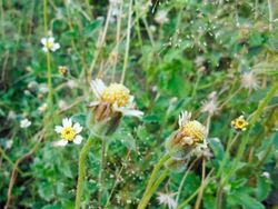 Tridax procumbens flower