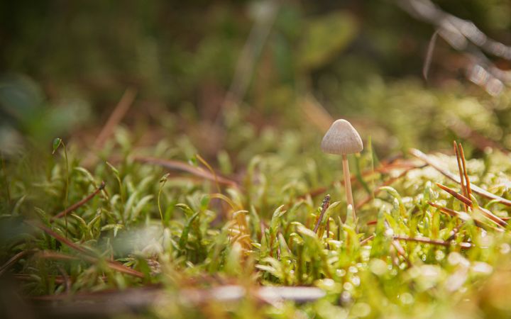 Small mushroom