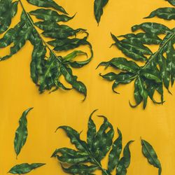 Green tree leaves on mustard yellow background