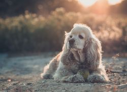 Funny dog lying on ground between plants