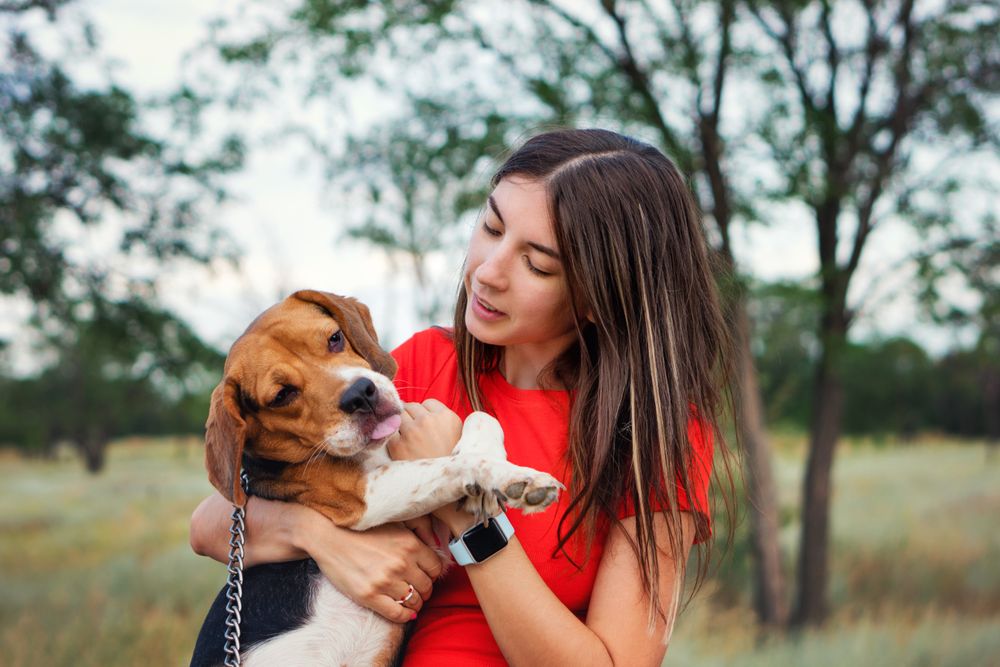 Young woman holds dog beagle