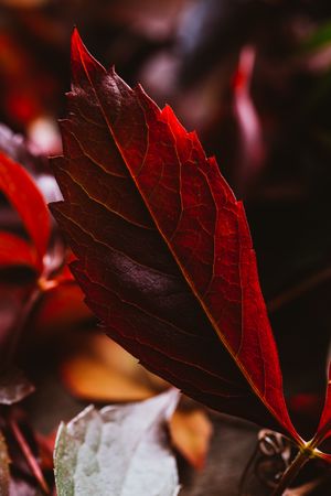 Bright red leaves on tree in sunlight