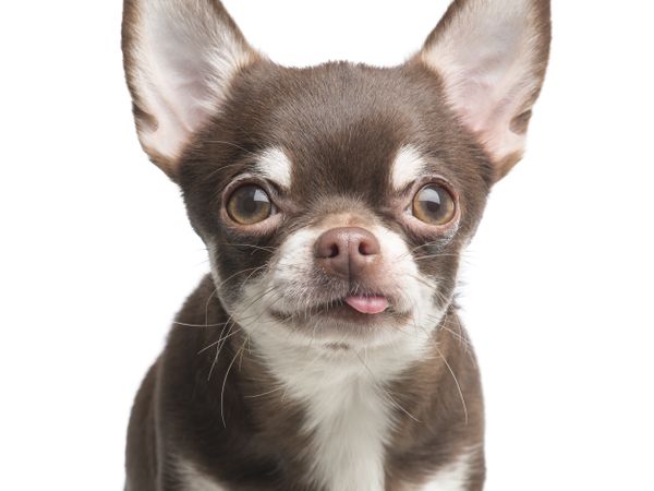 Portrait of a funny chihuahua dog with its tongue sticking out