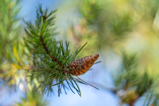Jack Pine branch with collective focus and cone at Northland Arboretum in Brainerd, MN
