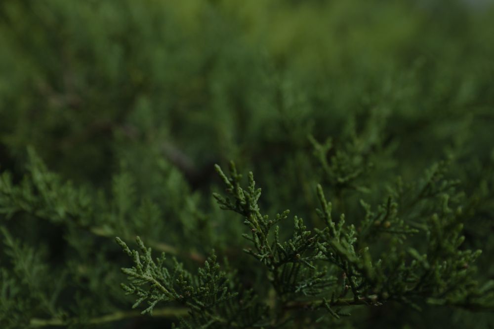 Thuja branches on whole background, close up and space for text