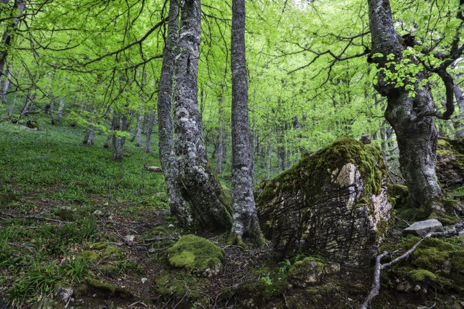 Spring forest with flowers