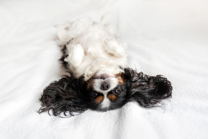 Cavalier spaniel lying on its back