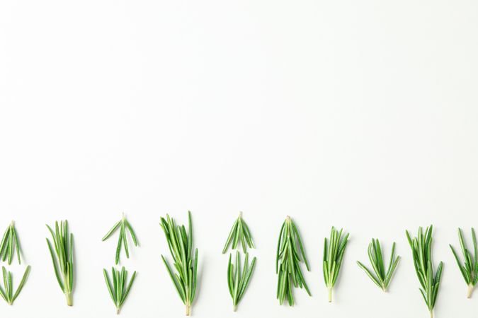Flat lay composition with rosemary on neutral background, space for text
