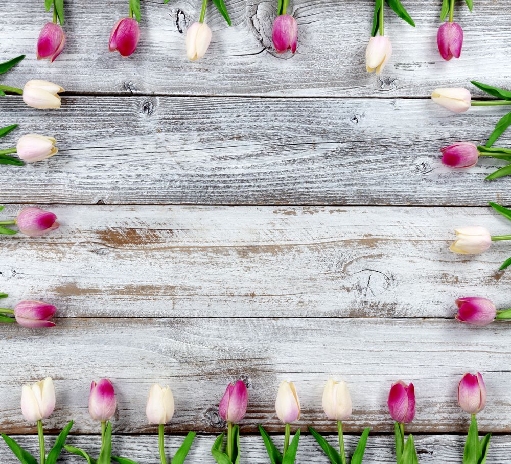 Mothers Day concept with tulip box shaped border on rustic wood