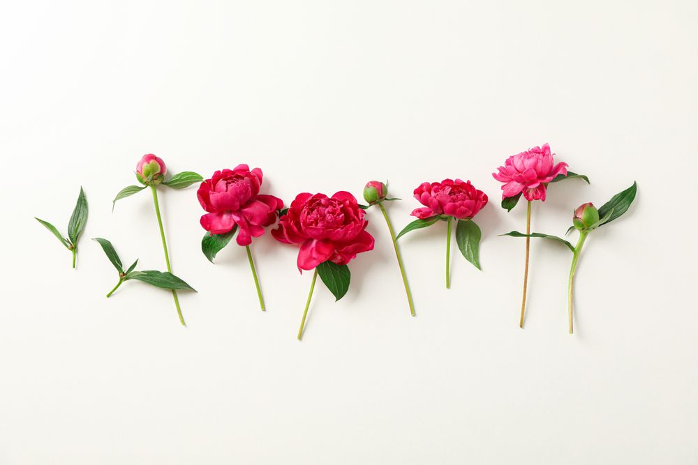Flat lay composition with beautiful peonies on light background, space for text