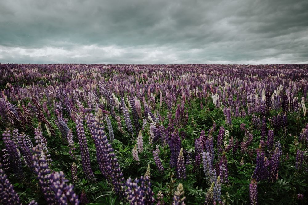 Majestic view of field with blooming Lupine flowers in New Zealand