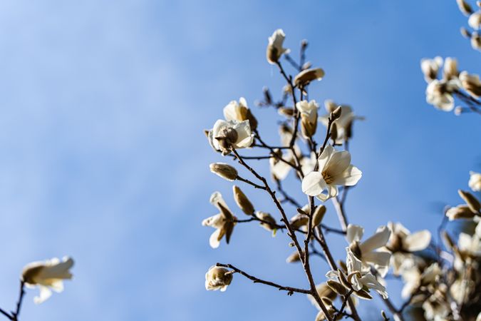 Blooming magnolia tree in the spring park