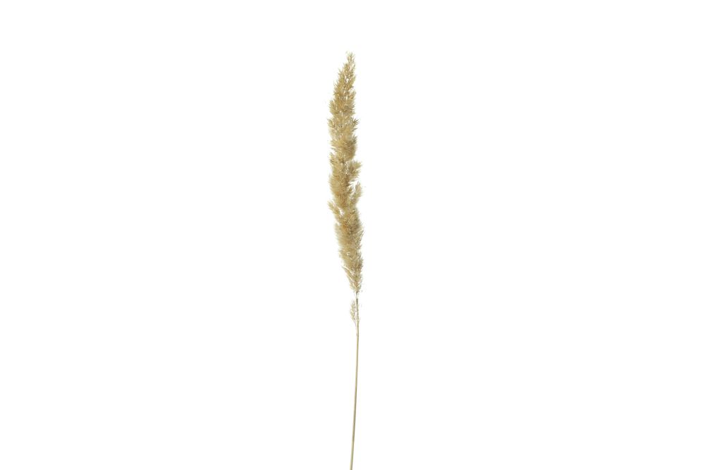 Single of dried stalk in blank studio shoot