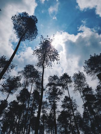 Majestic Pine Forest Under a Bright Blue Sky: A Low Angle View of Tall Trees Reaching Towards the Sun