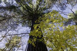 Trees in the Lost 40 Scientific and Natural Area in Itasca County, Minnesota