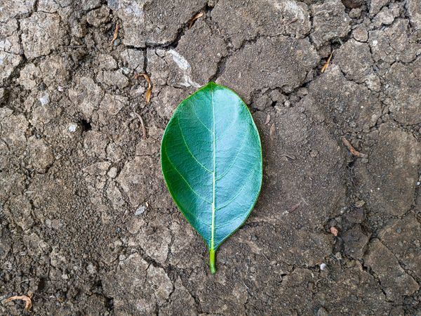 leaf on the cracked land