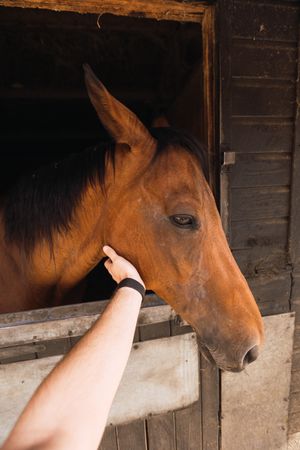 Person petting chestnut horse in wooden stable