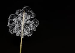 Close up of ice on stick in the wintertime