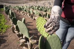 An adult woman is harvesting nopal with the hands using a bucket. Close up